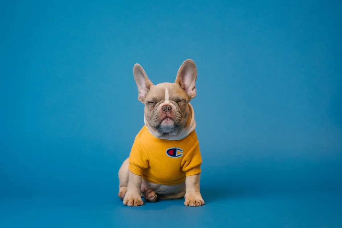 SearchKibble reached 954K impressions with TikTok